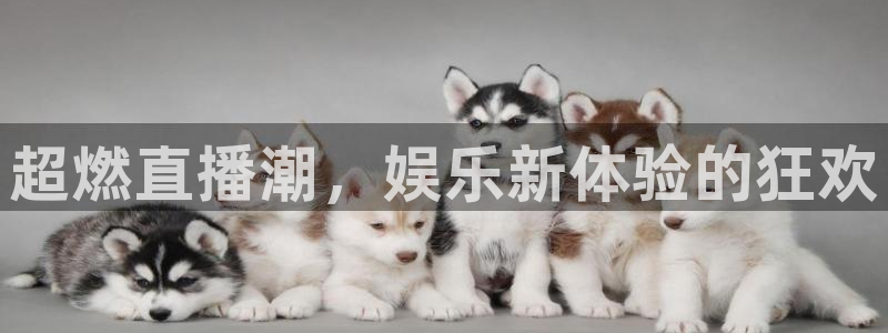 焦点娱乐平台登录：超燃直播潮，娱乐新体验的狂欢